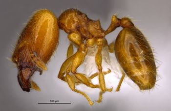 Media type: image;   Entomology 36159 Aspect: habitus lateral view
